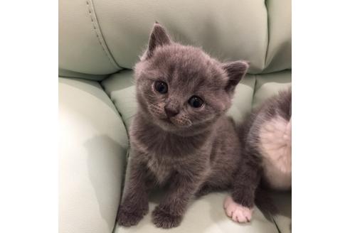 成約済の大阪府のブリティッシュショートヘア-3047の2枚目